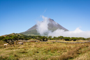 Pico