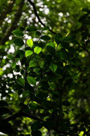 Parc Terra Nostra Parc Terra Nostra