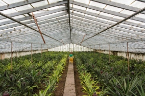 Plantation d'ananas Arruda Plantation d'ananas Arruda