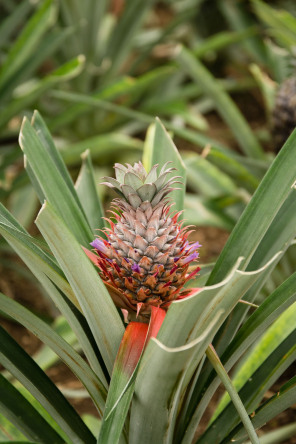 Plantation d'ananas Arruda Plantation d'ananas Arruda