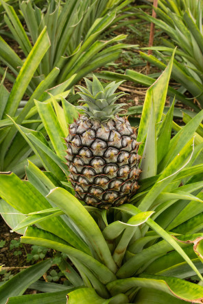 Plantation d'ananas Arruda Plantation d'ananas Arruda