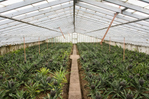 Plantation d'ananas Arruda Plantation d'ananas Arruda