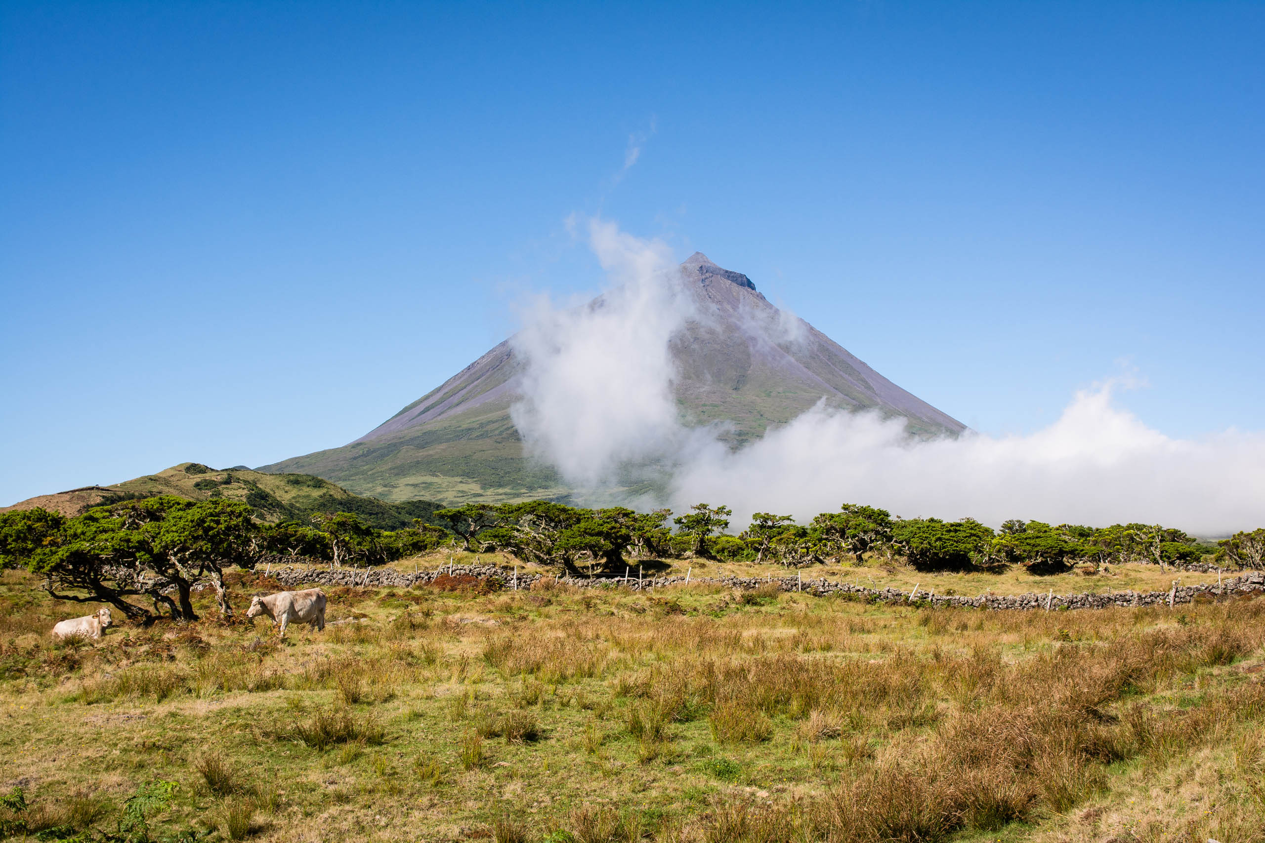 Pico